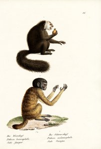 ホワイトサキ、1824年 作： Karl Joseph Brodtmann